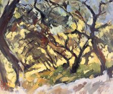 Sunlight in the olive grove